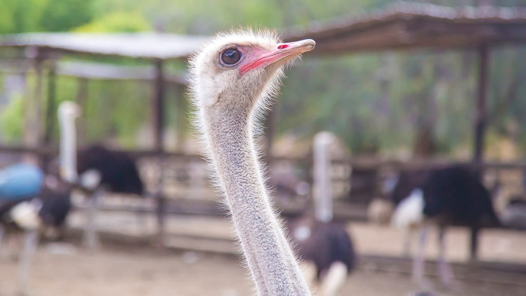A curious ostrich eyes the camera at a working farm near Oudtshoorn