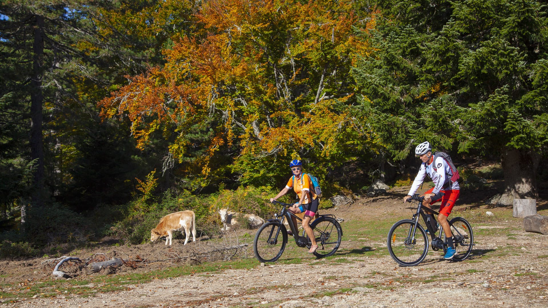 Two cyclists riding past grazing cows and autumn-coloured forest in Corsica