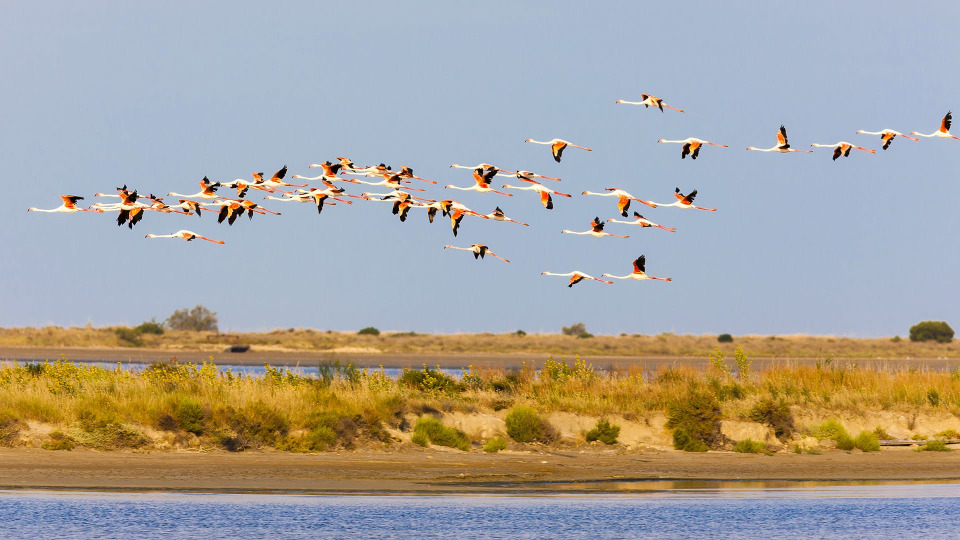Flock of flamingos flying over wetlands in the Camargue region of southern France