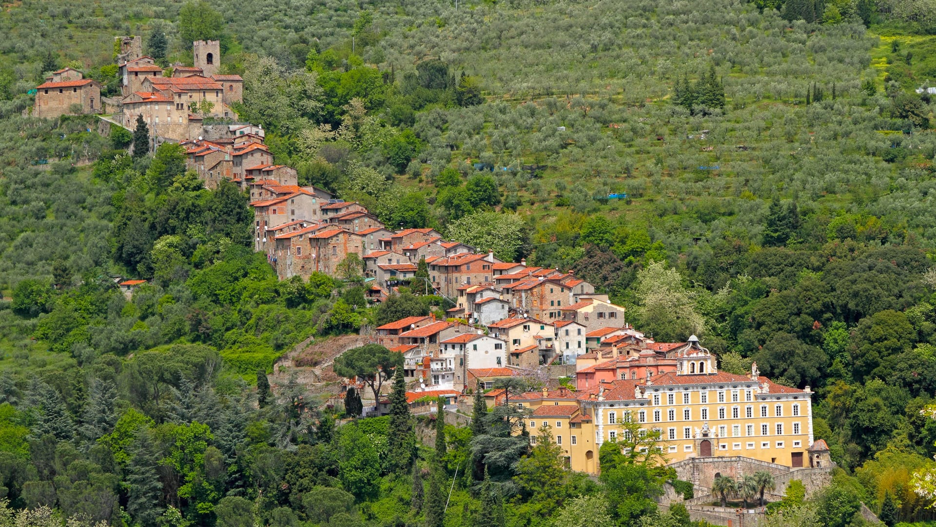 Hilltop village surrounded by olive trees and forest