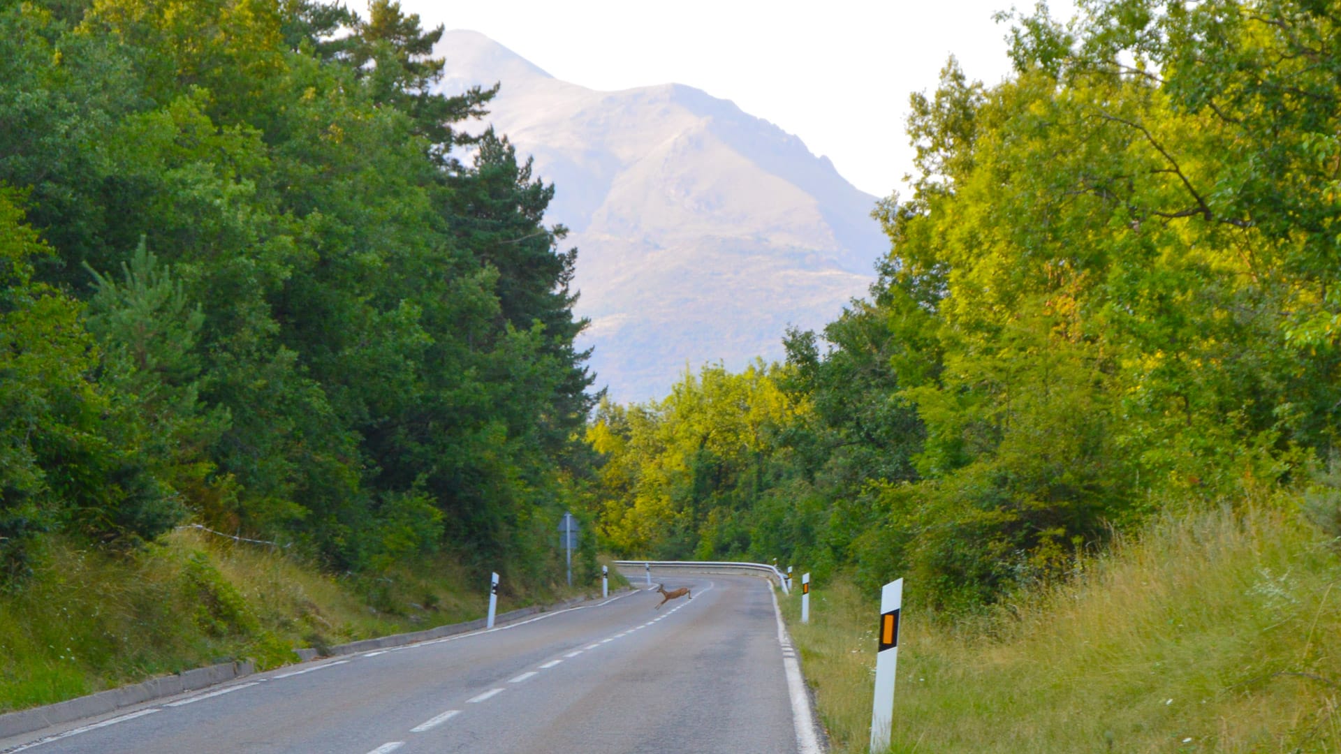 Quiet country road lined with green trees and distant mountain view in Coll d’Espina, Spain