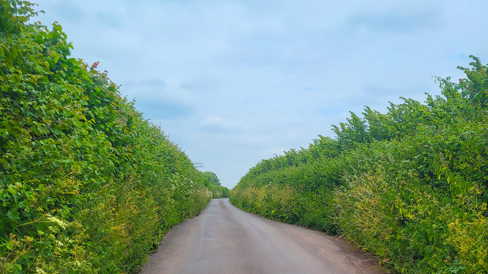 Narrow country lane lined with tall green hedgerows