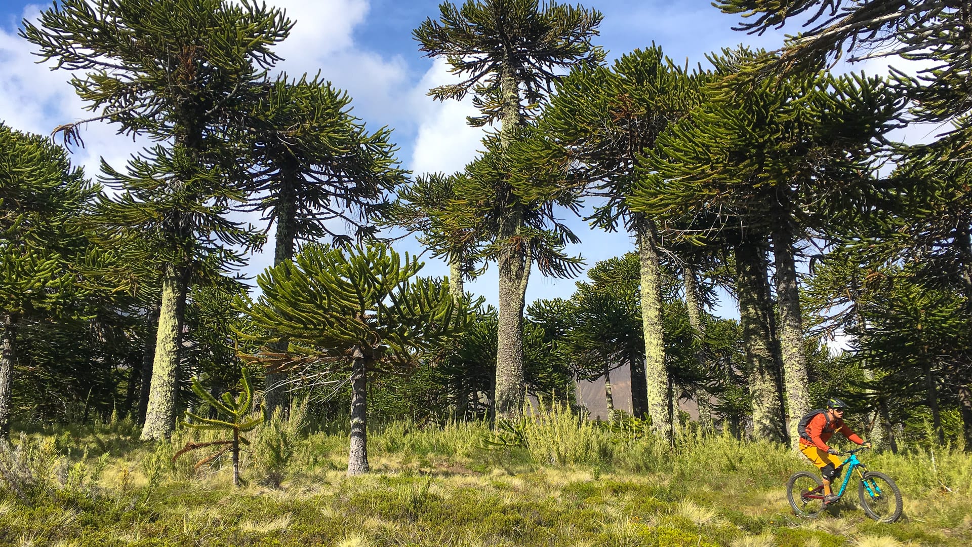 Cyclist rides through ancient Araucaria trees in Malalcahuello, considered sacred in local culture
