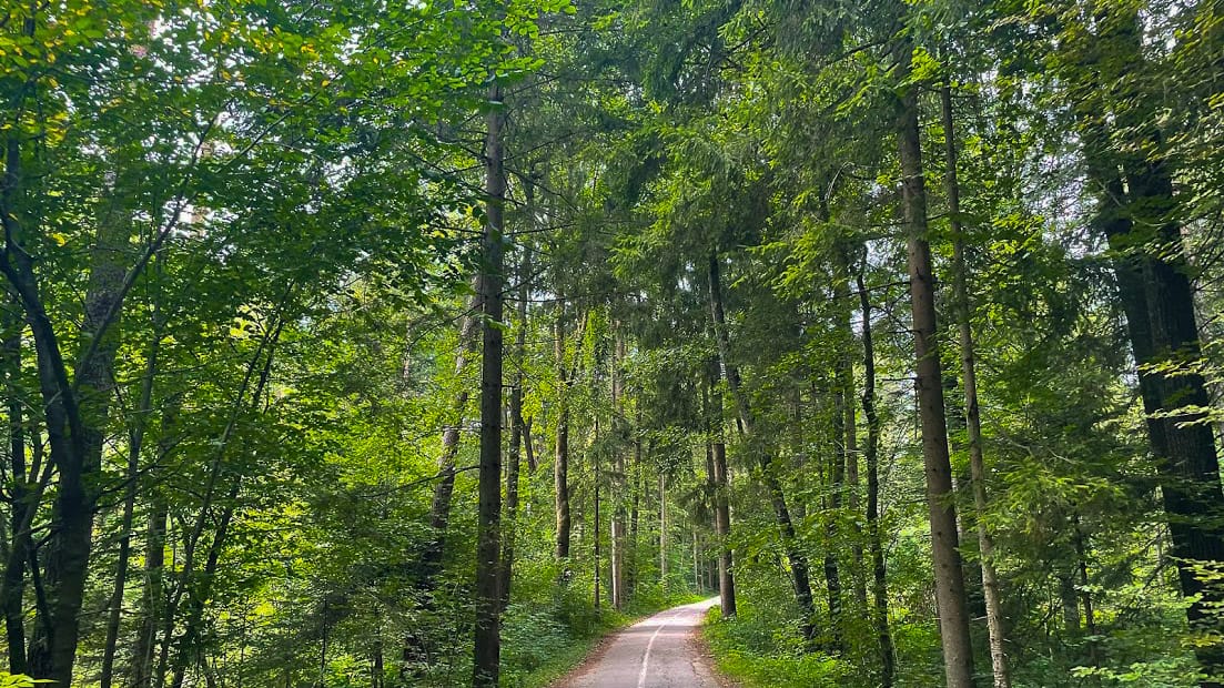 Cycle path through green Ljubljana forest surrounded by tall trees