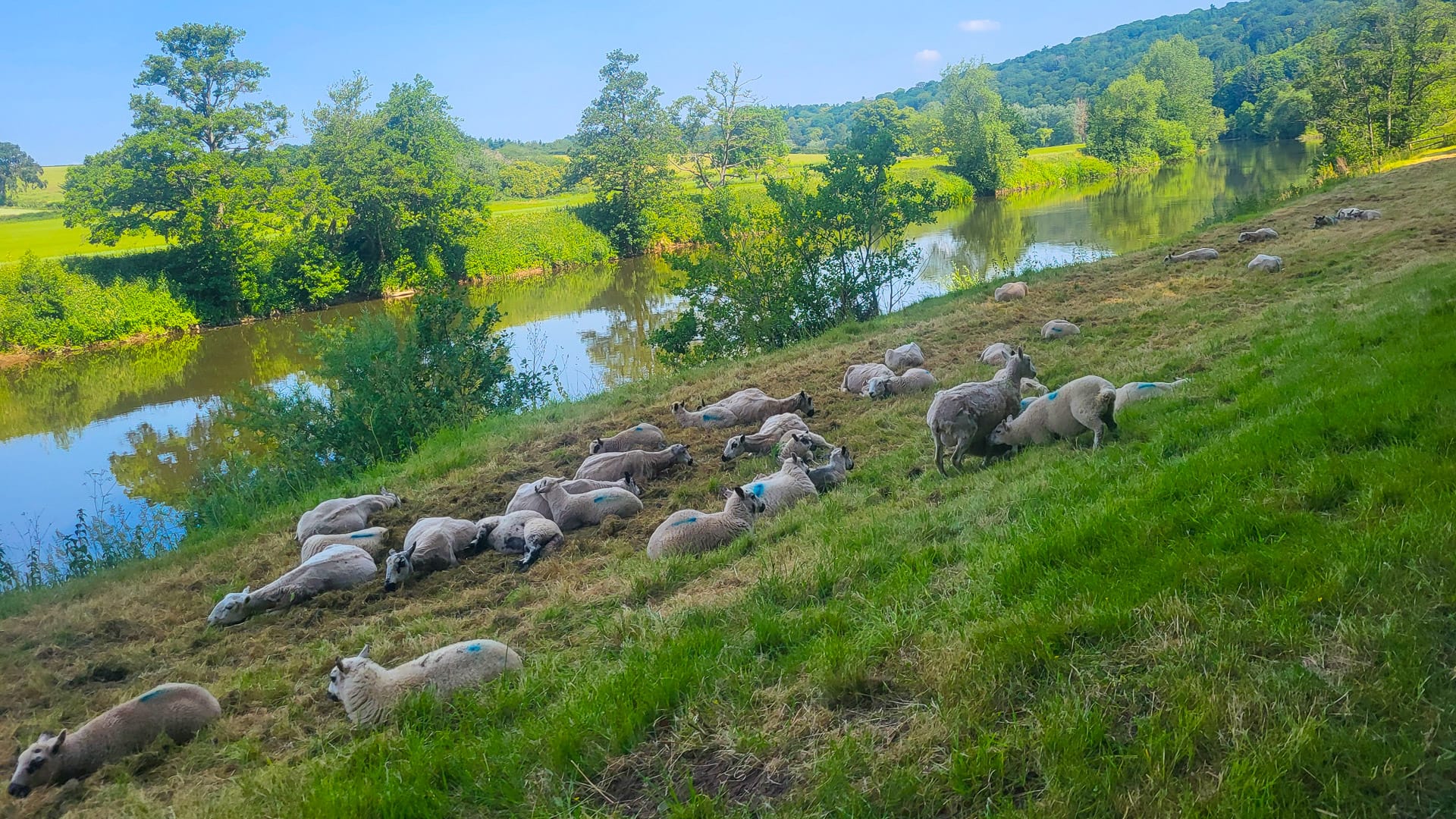 A flock of sheep enjoys life beside the River Wye
