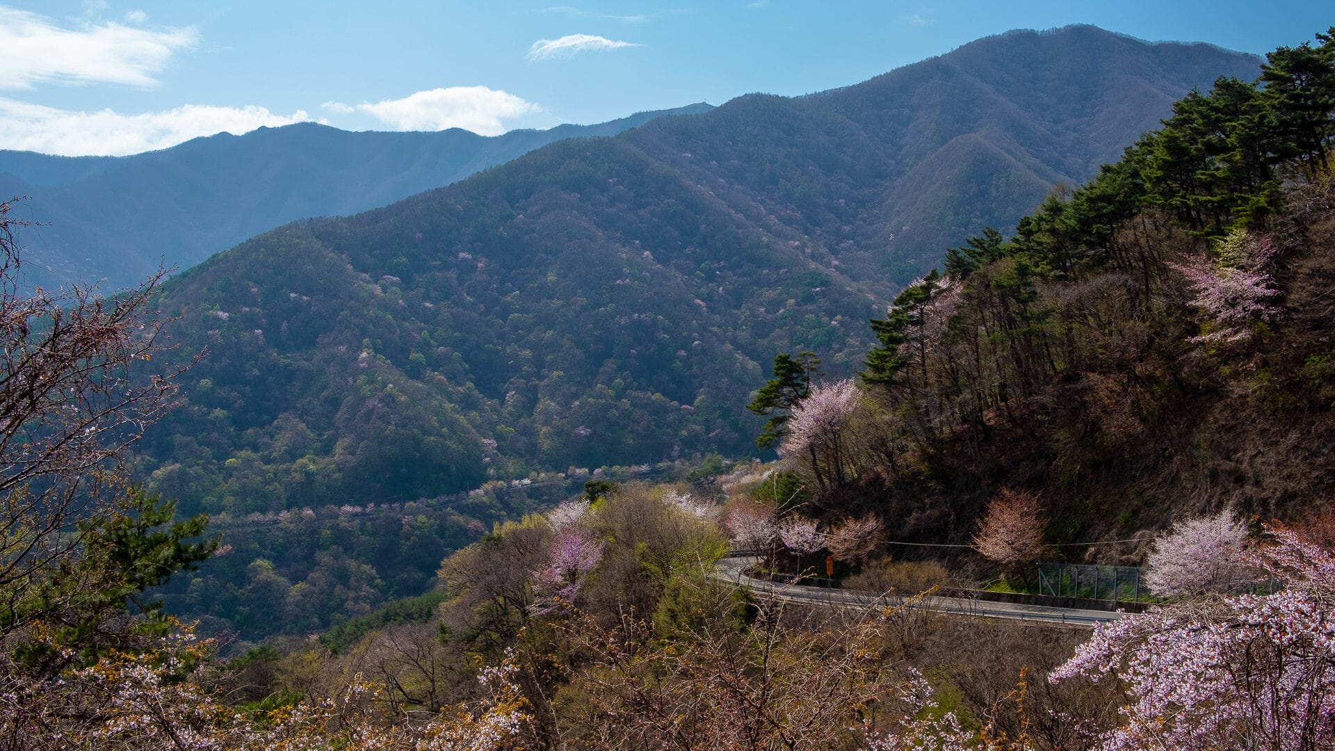 Winding mountain road through cherry blossoms and pine trees in Sobaeksan National Park