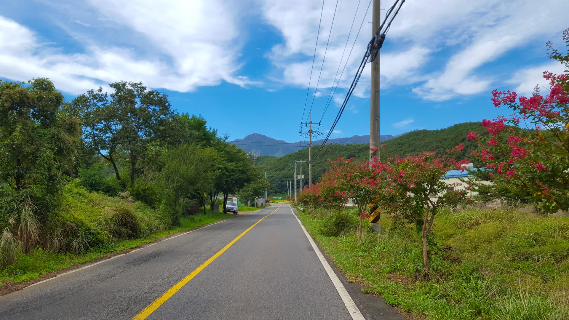 Country road lined with trees and pink blossoms leading towards forested mountains in Korea