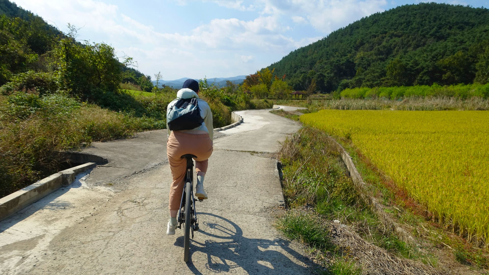 Cyclist riding past golden rice fields and green hills on a country road in Upo Wetlands, Korea
