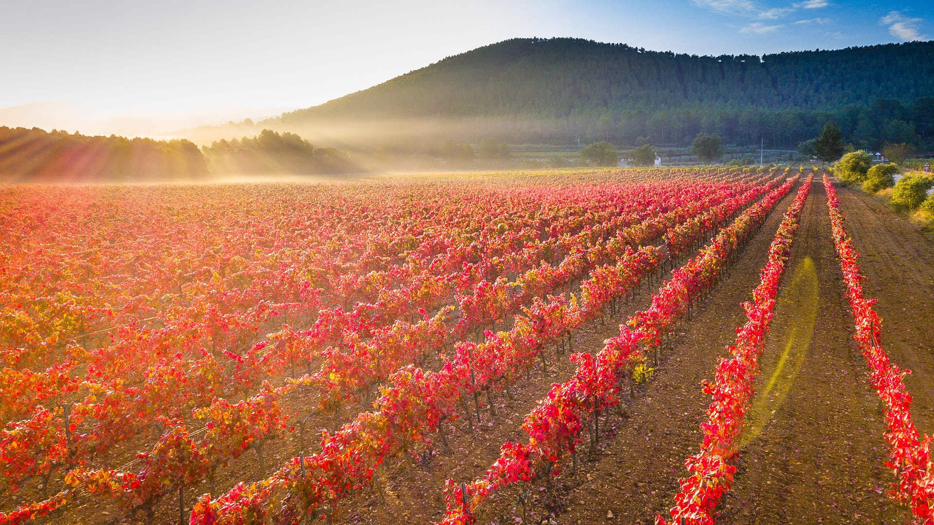 Rows of red and gold vineyards glowing at sunrise with mist over Catalonia’s countryside hills