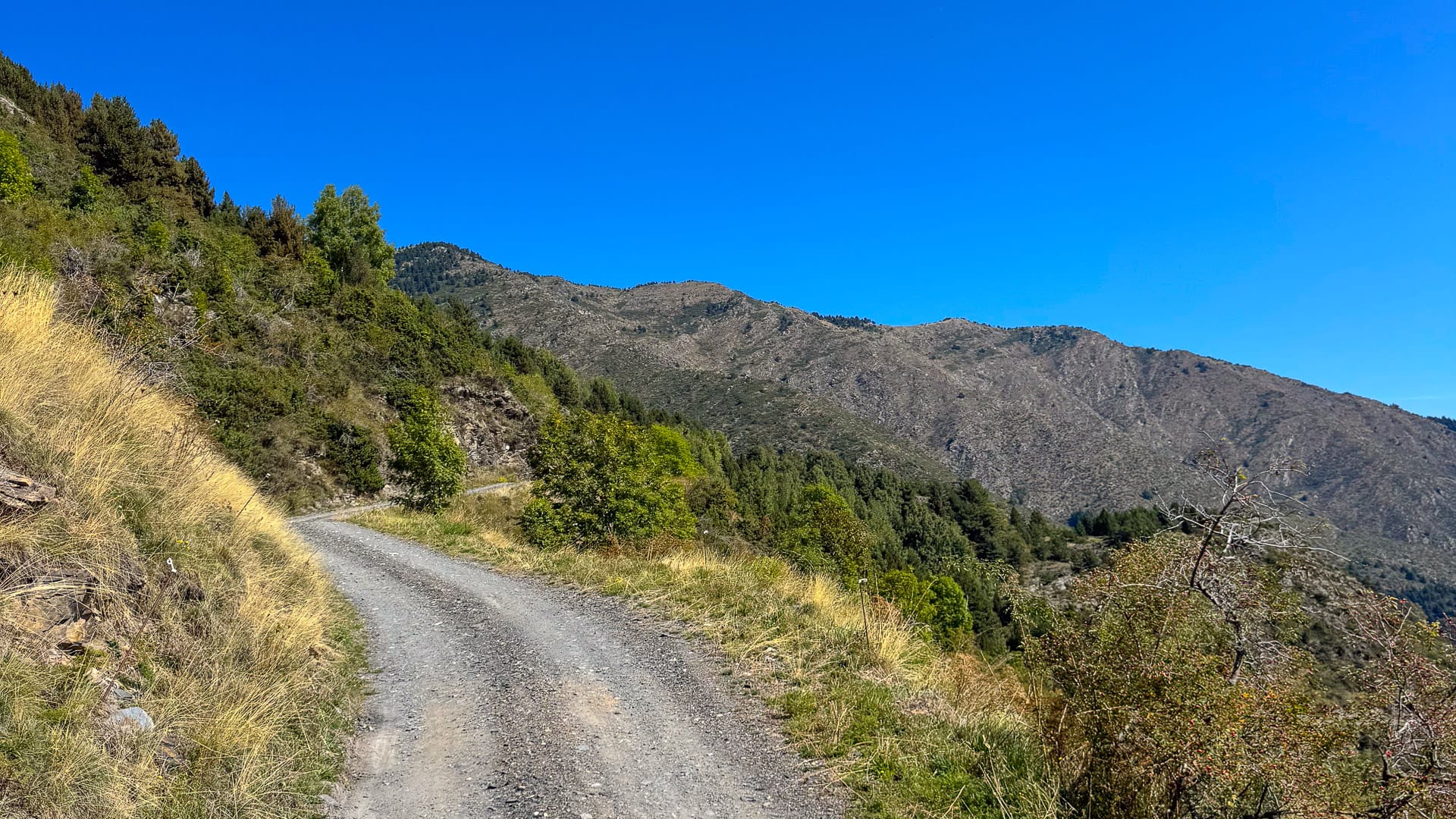 Gravel mountain track winding through dry grass and pine slopes near Andorra, with rugged peaks under a clear blue sky