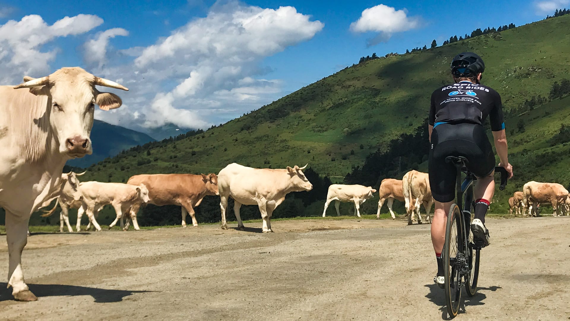 Road cyclist sharing a peaceful mountain lane with cows in the French Pyrenees