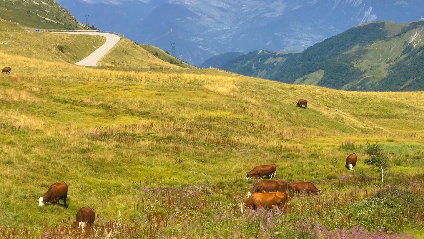 Cows grazing in alpine pasture beside mountain road on the Col de la Madeleine, French Alps