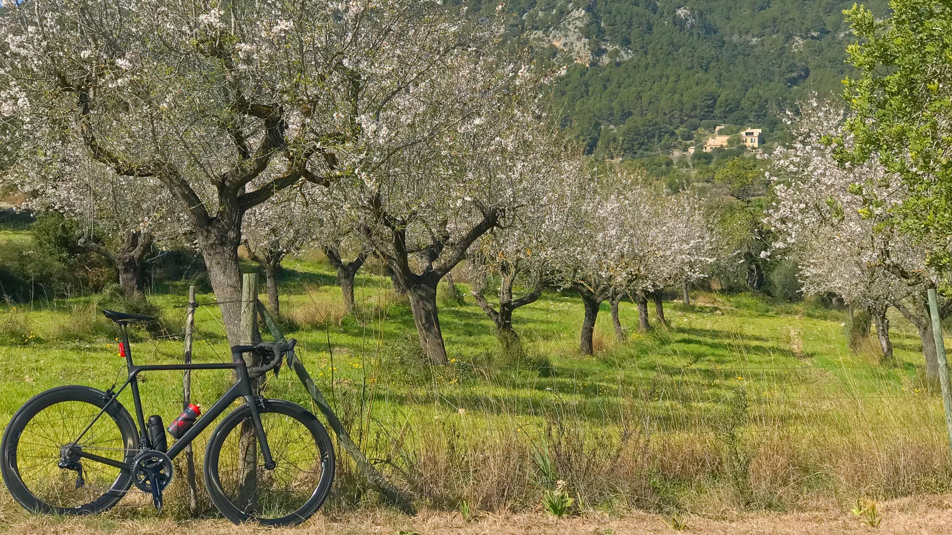 Glorious almond blossom with bike resting against tree
