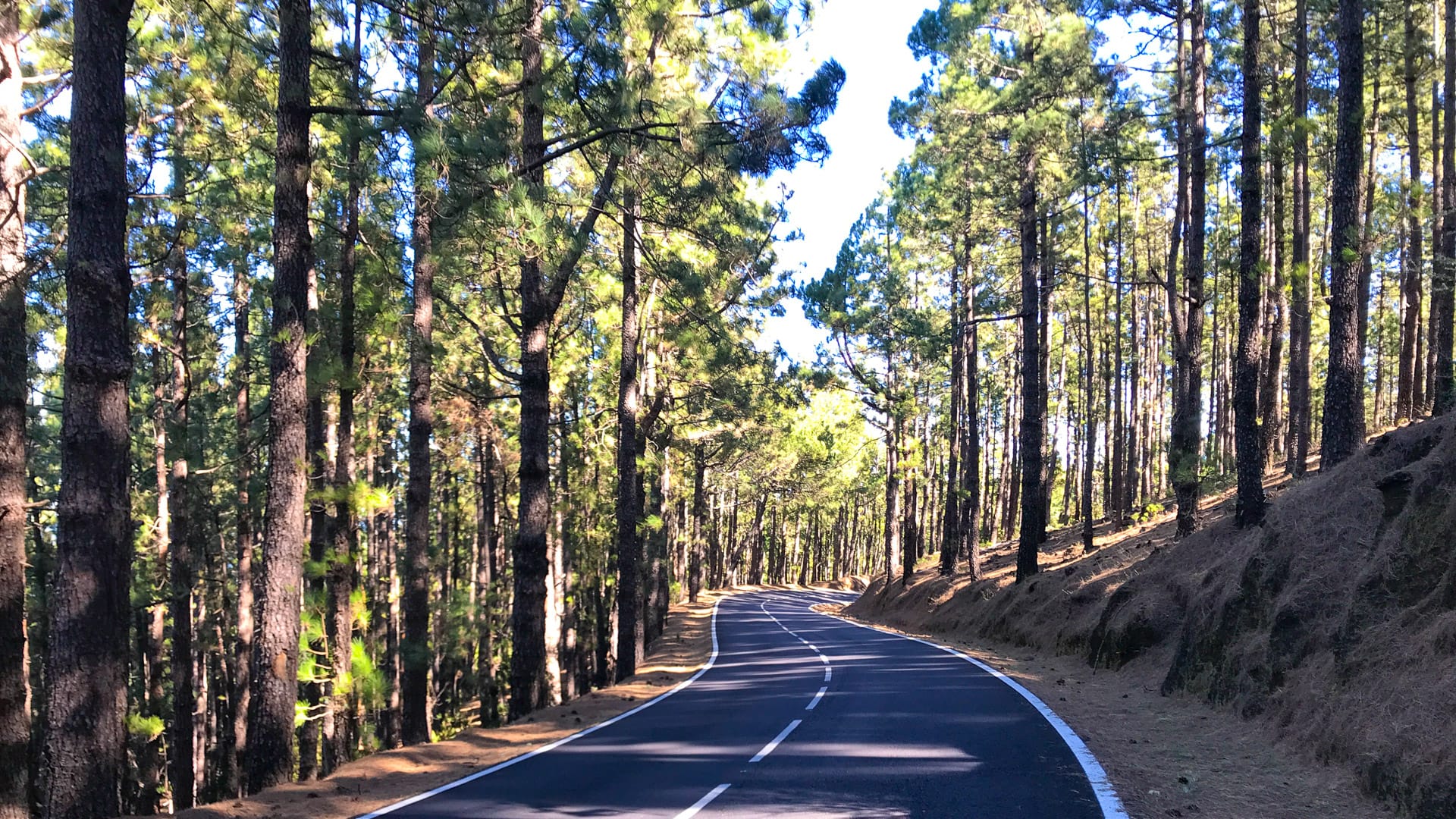 Cycling heaven: winding road through forest on Mount Teide