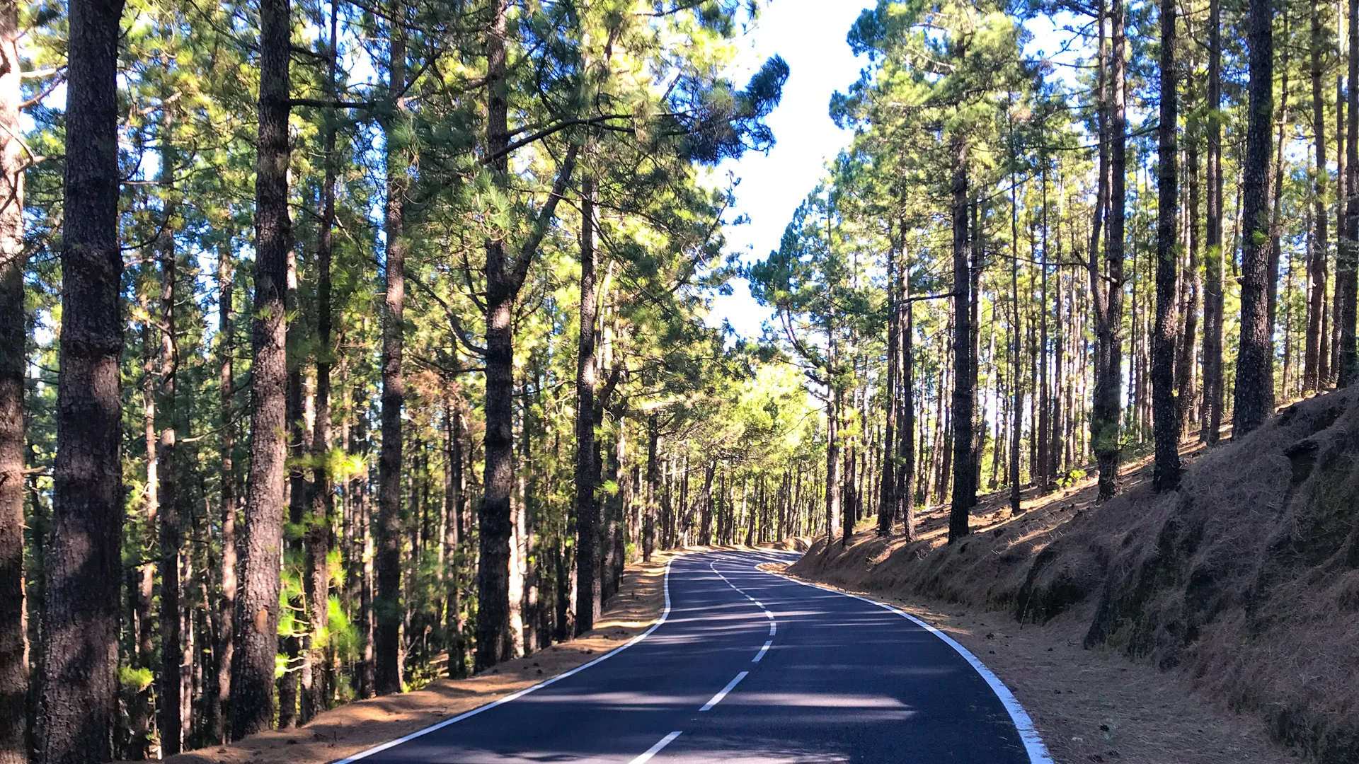 Cycling heaven: winding road through forest on Mount Teide