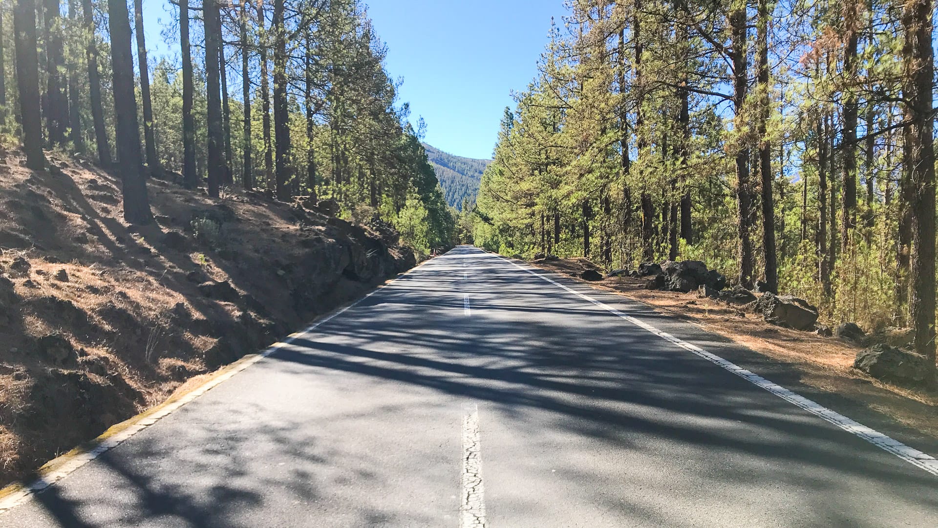 Road through the forest from La Orotava towards Mt Teide