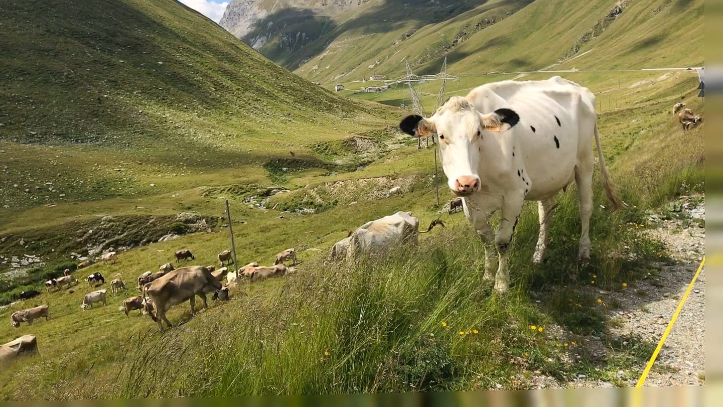 Cows on the side of the Stelvio Pass