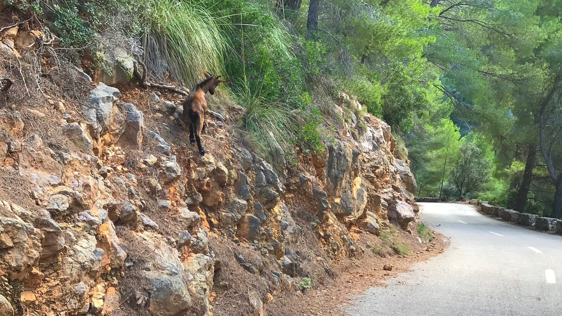 Wild goat climbing a rocky slope beside forest road in Mallorca’s Tramuntana range, near Port de Valldemossa