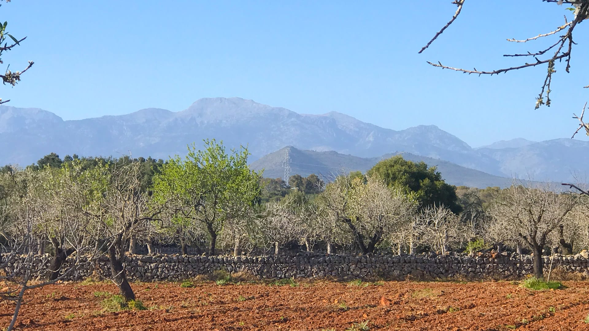 View of the Tramuntana range with Puig de Santa Magdalena in foreground
