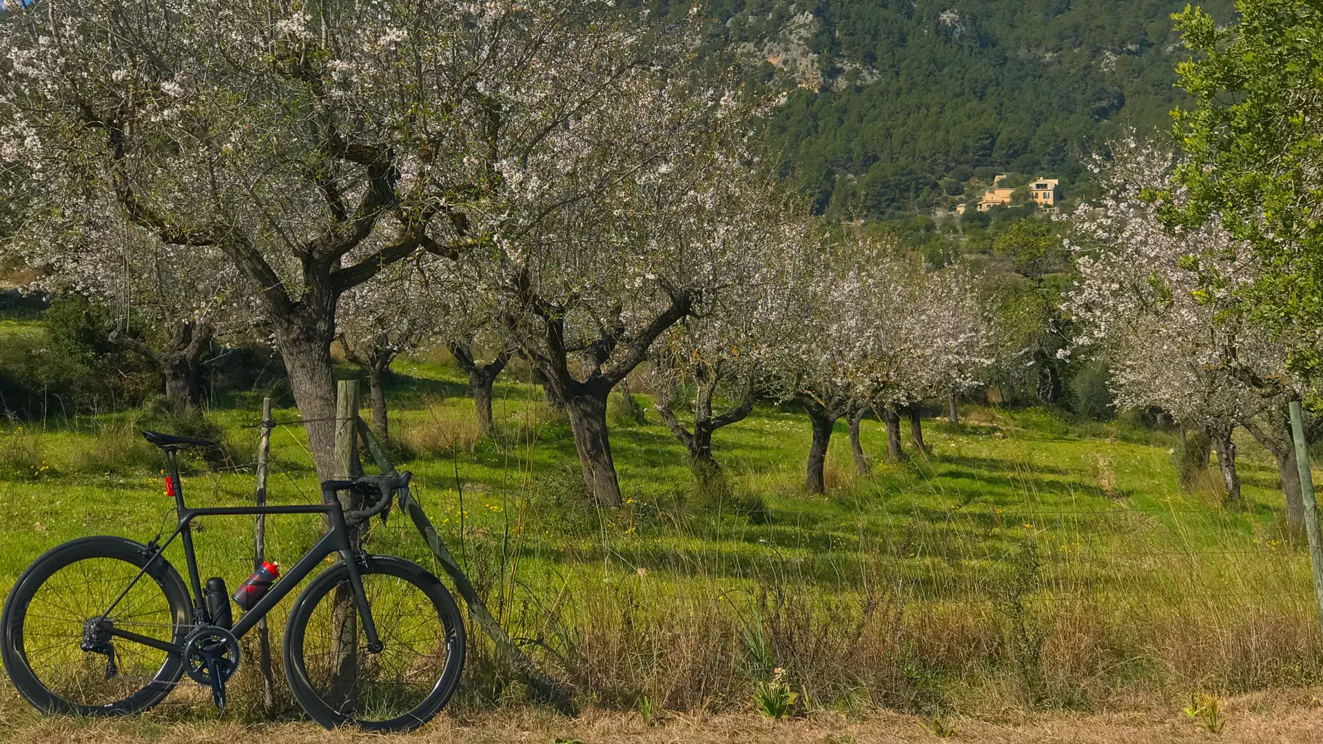 Glorious almond blossom with bike resting against tree