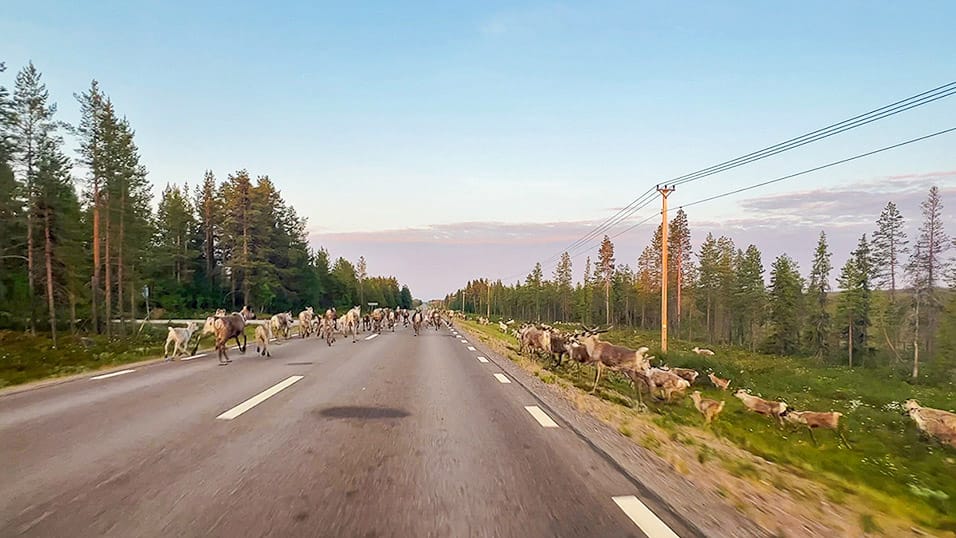 Large herd of reindeer crossing a quiet forest road in northern Sweden during evening light