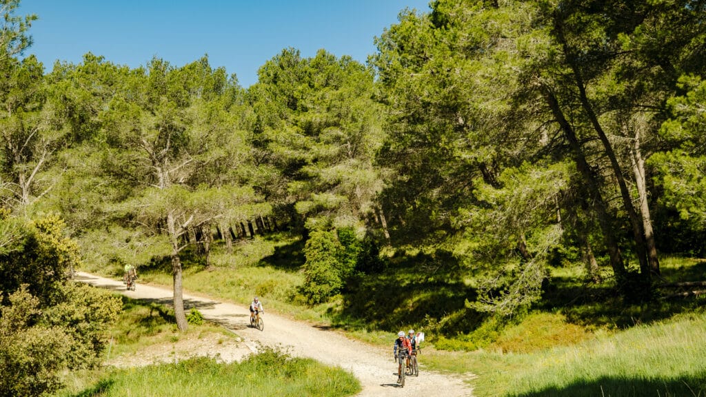 Cyclists riding a gravel route surrounded by greenery in the Alpilles France
