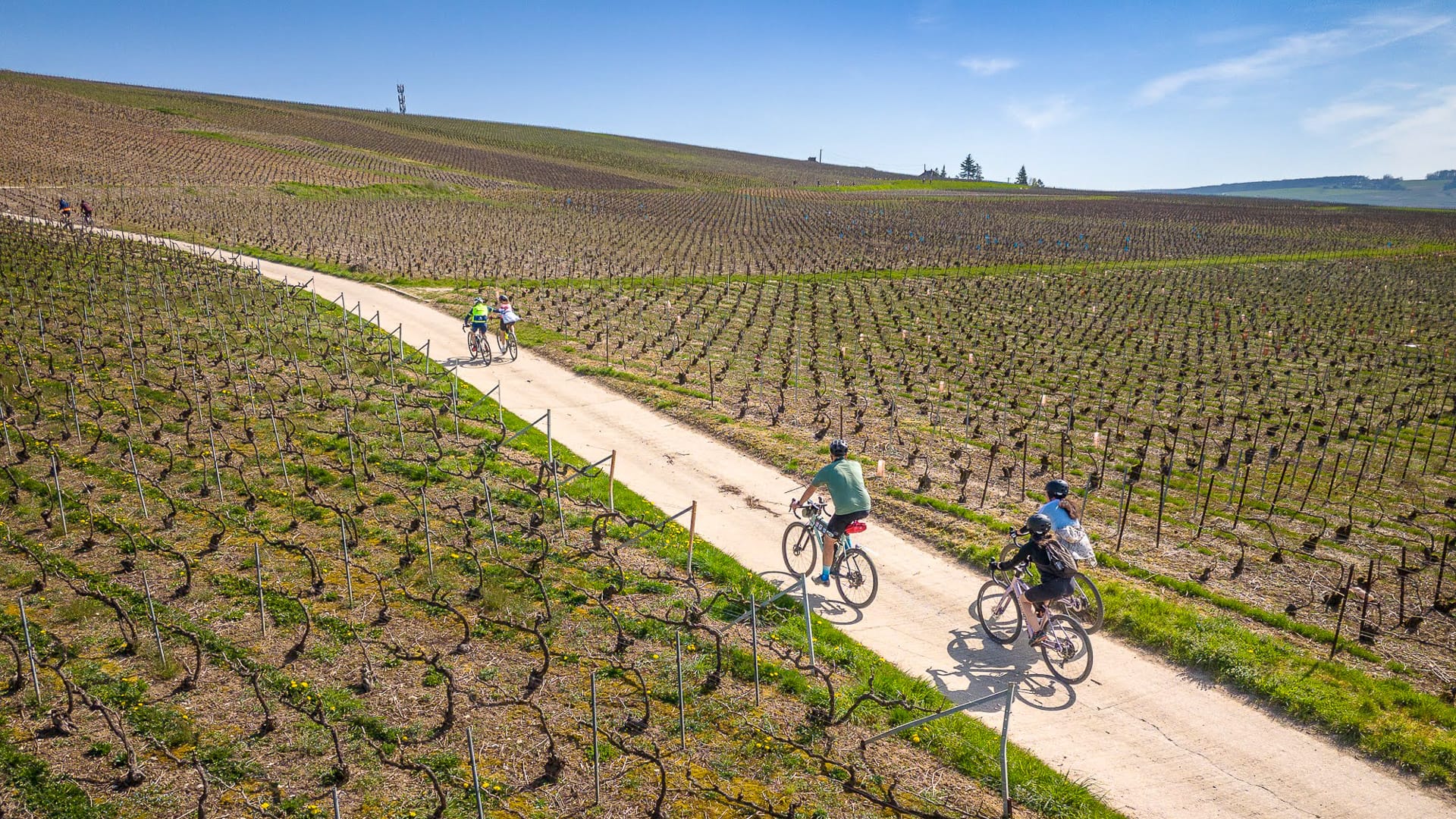Cyclists riding a vineyard gravel route through rural France