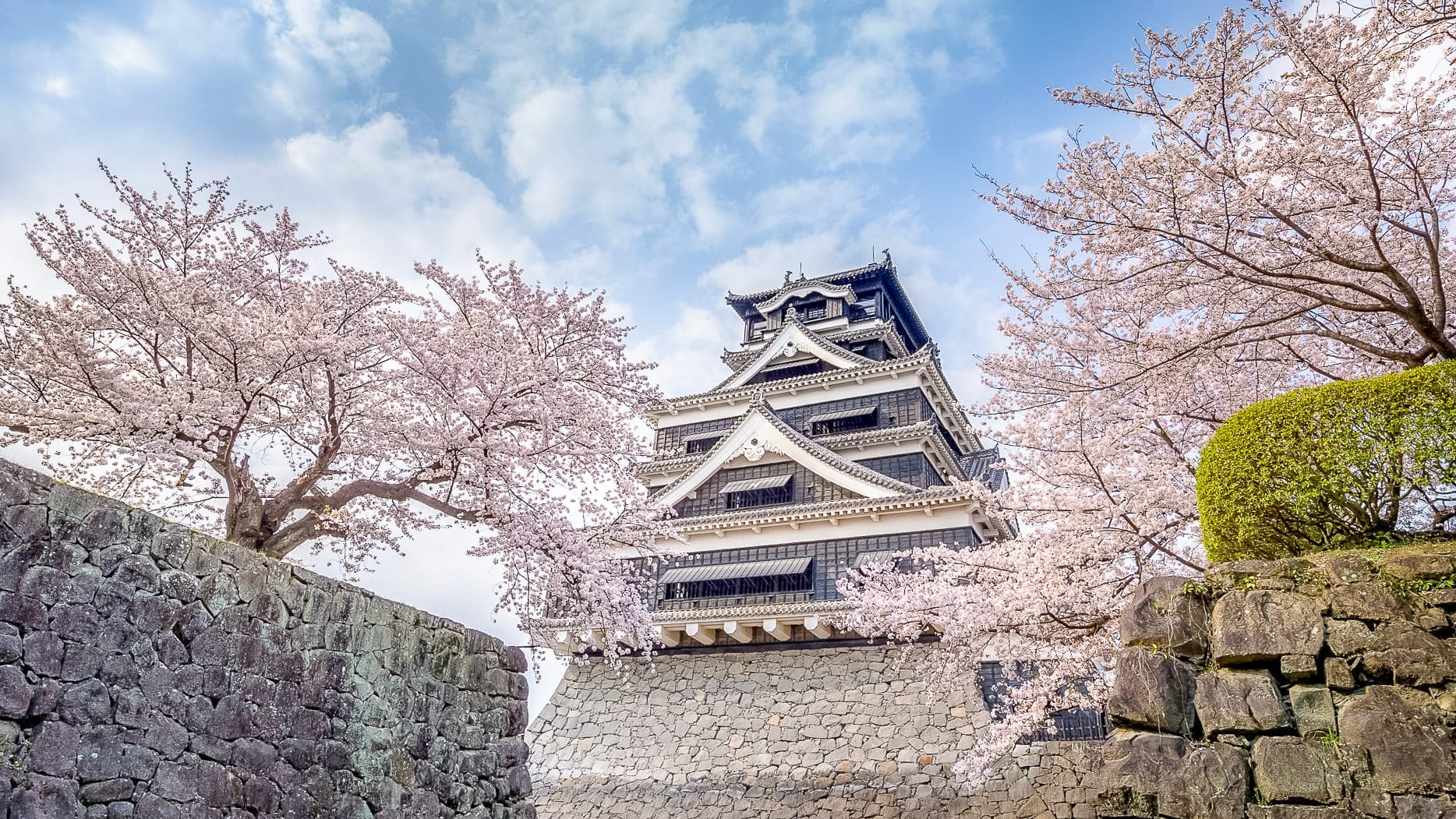 Kumamoto Castle framed by cherry blossom trees in full bloom in Kyushu Japan