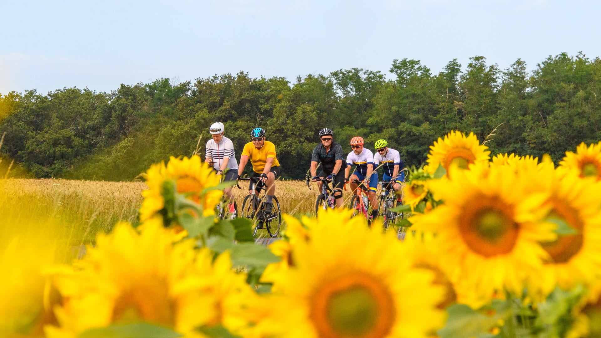 Group of cyclists riding past bright sunflower field on Tour de France route in rural France