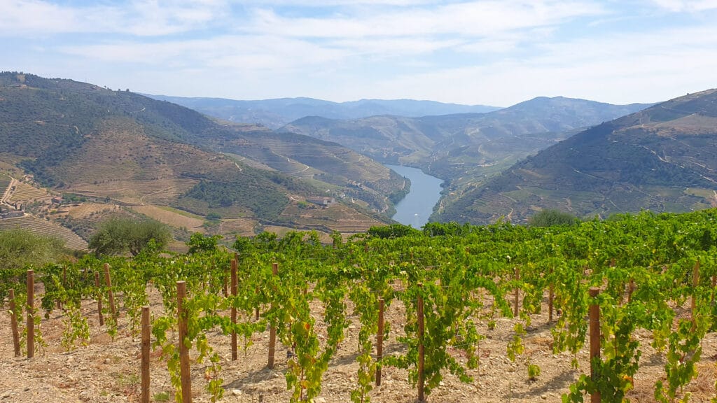 Terraced vineyards covering the hillsides of the Douro Valley, Portugal