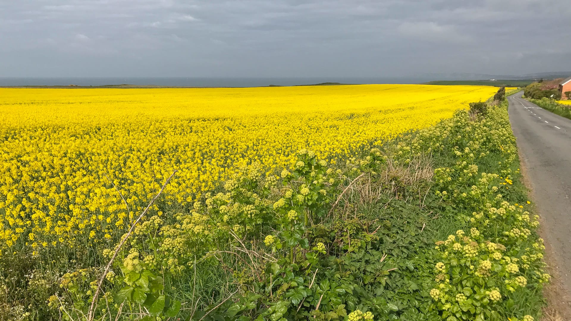 Cycling the Military Road in south Isle of Wight, alongside a bright yellow field