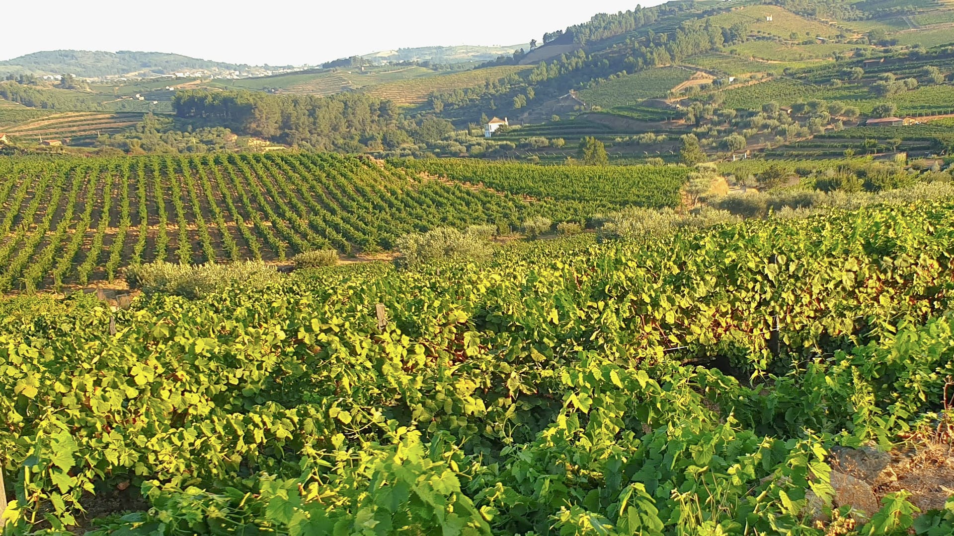 Vineyard landscape stretching across the hillsides of the Douro Valley in Portugal