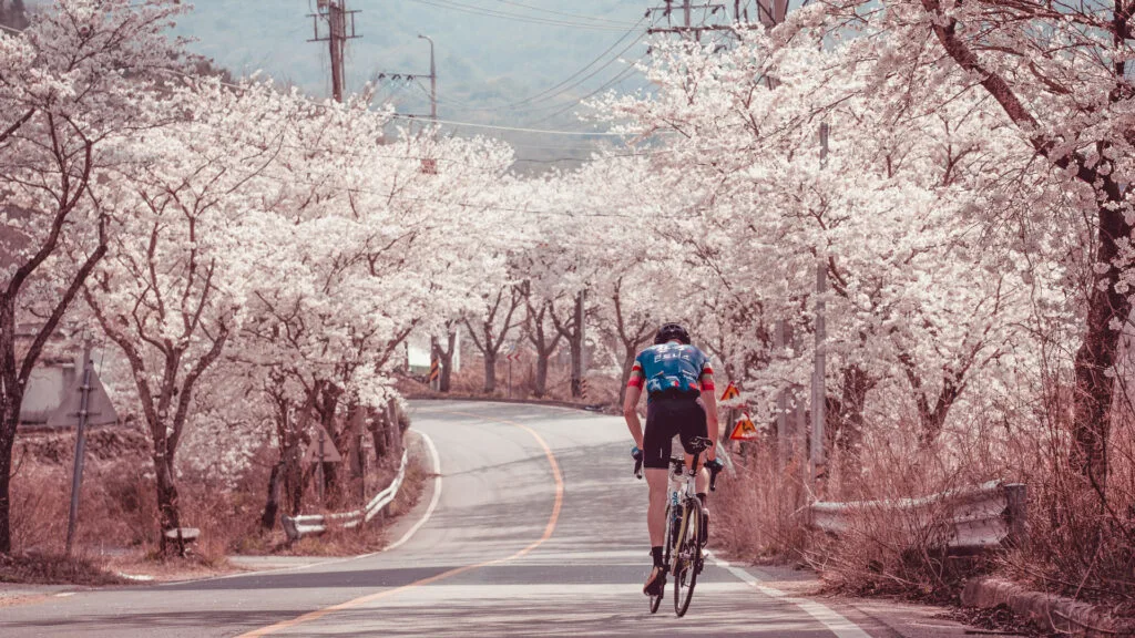 Bas cycling in the blossoms in South Korea