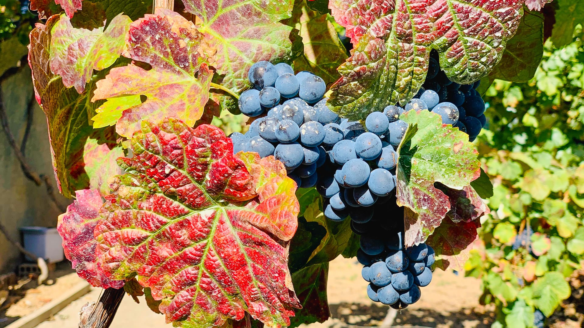 Red wine grapes on the vine during the growing season in the Douro Valley, Portugal