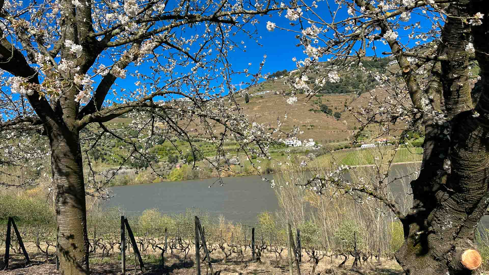 White flowers in full bloom in the Douro Valley