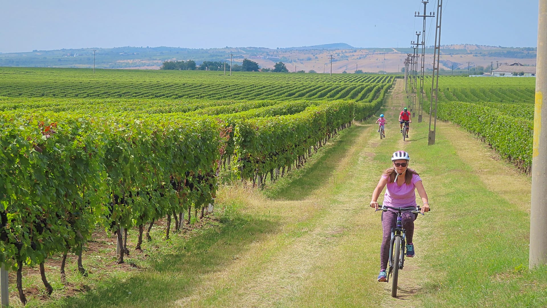 Cyclists riding past grapevines in a vineyard landscape