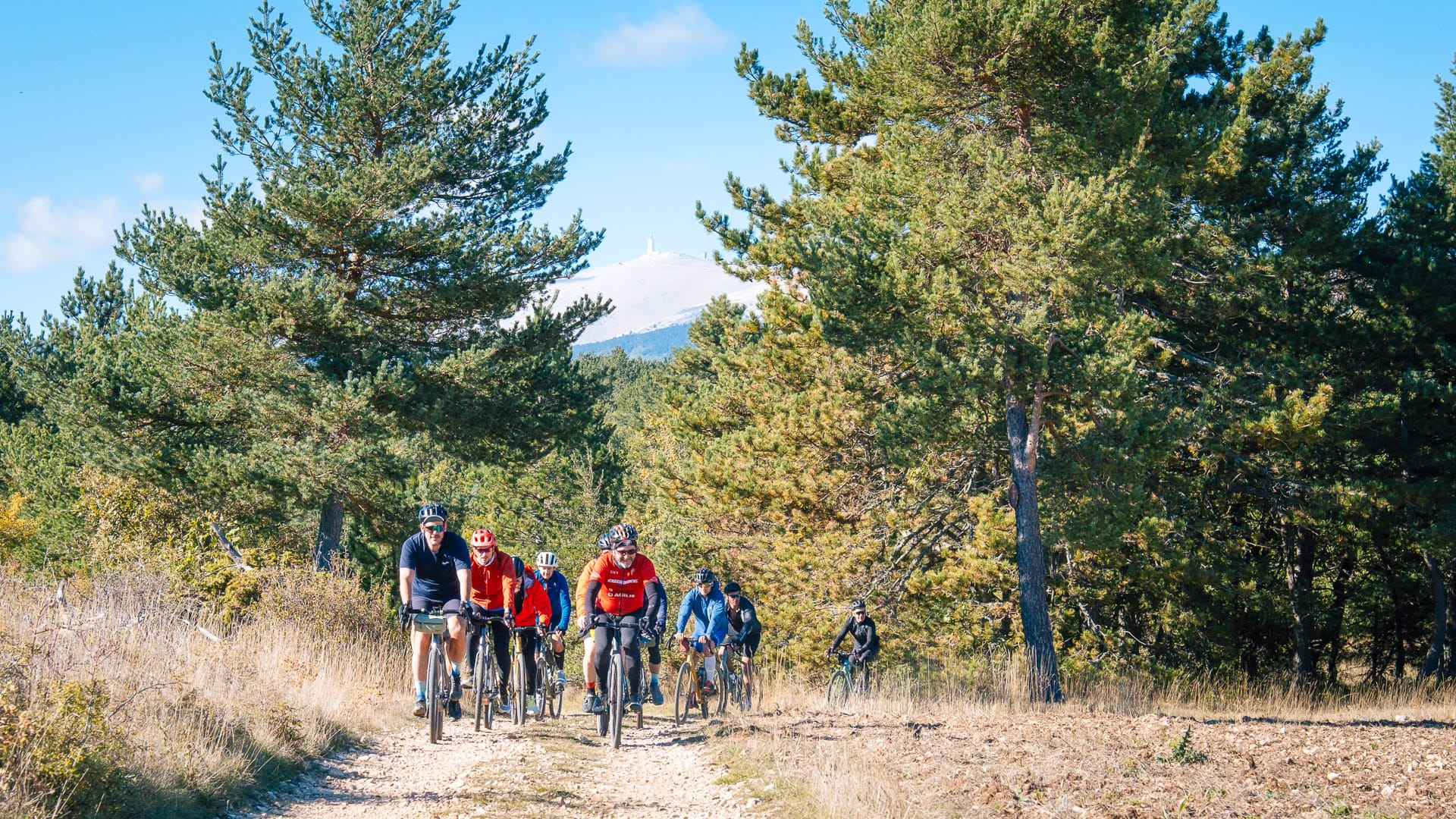 Group of cyclists riding a gravel route surrounded by tall pine trees on Mont Ventoux
