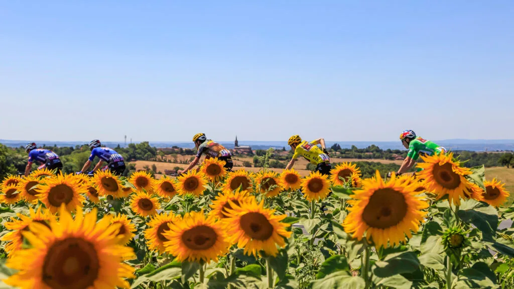 Jonas Vingegaard in Yellow Jersey and Wout van Aert in Green Jersey riding in the peloton near a field of sunflowers during the stage 15 of Le Tour de France 2022