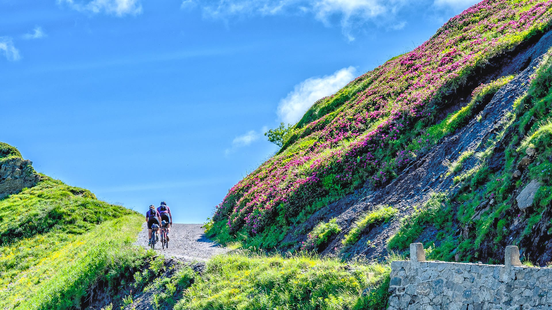 Two cyclists on Upper Salt Road riding among rhododendrons near Limone Piemonte