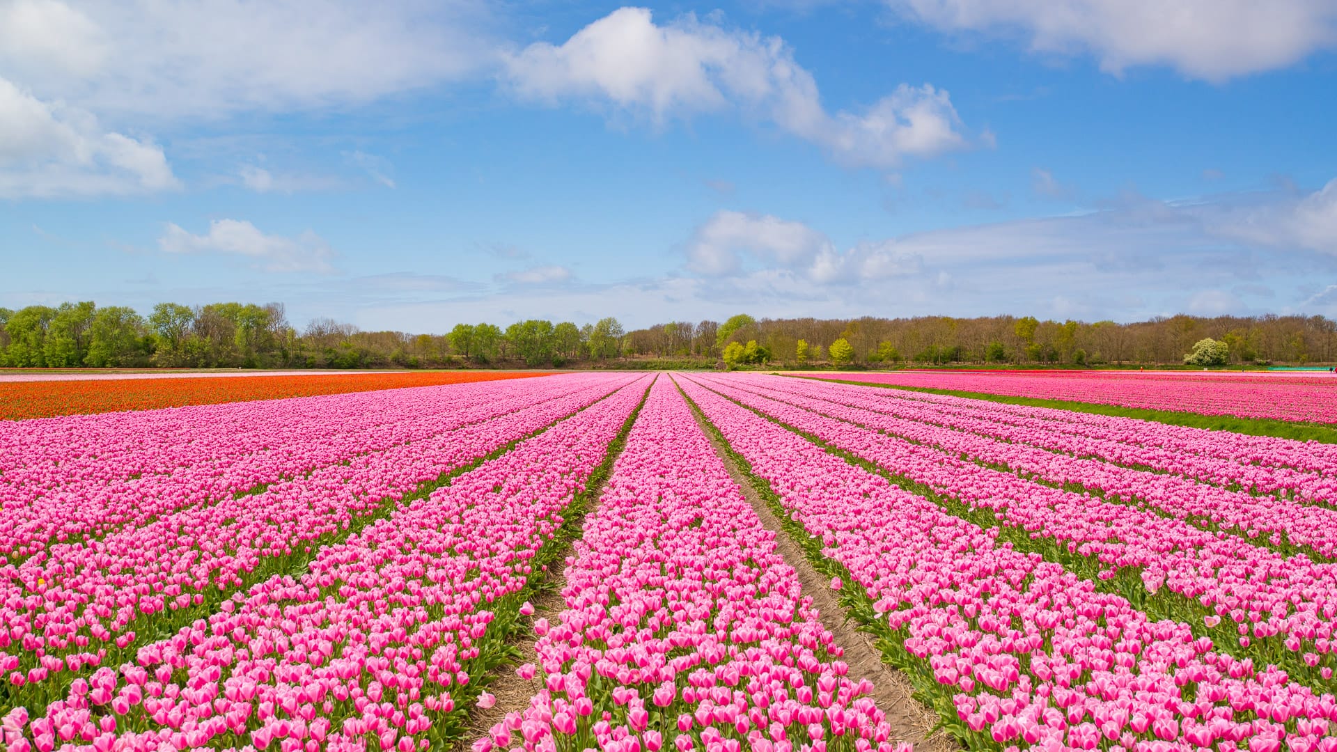 Rows of colourful tulip fields in the Netherlands with bright spring blooms