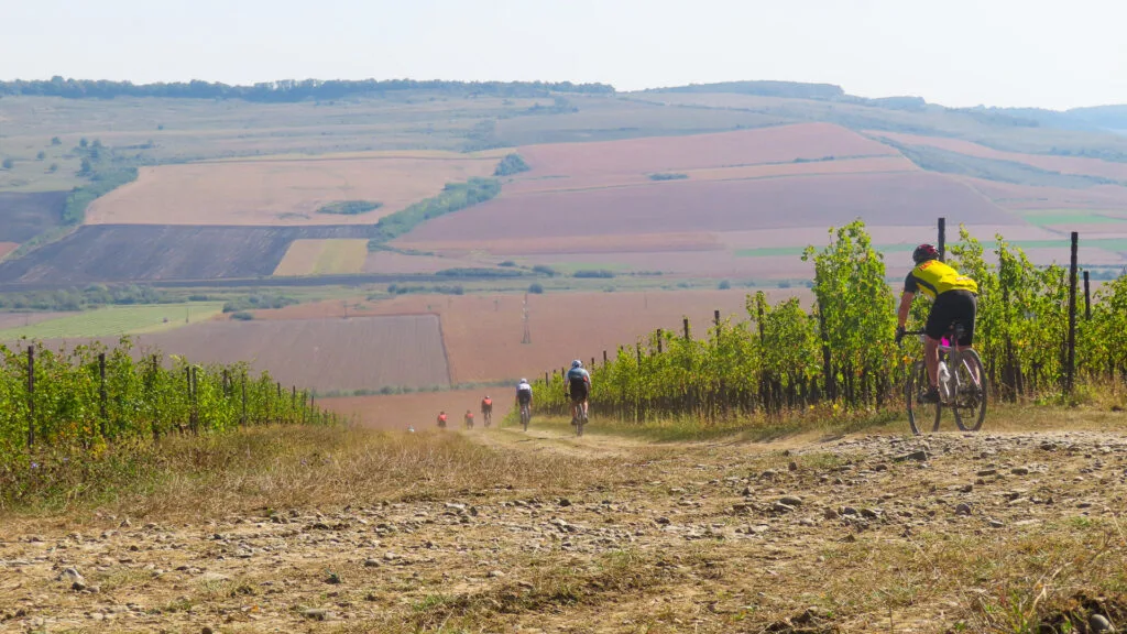 Cyclists through a vineyard in Romania