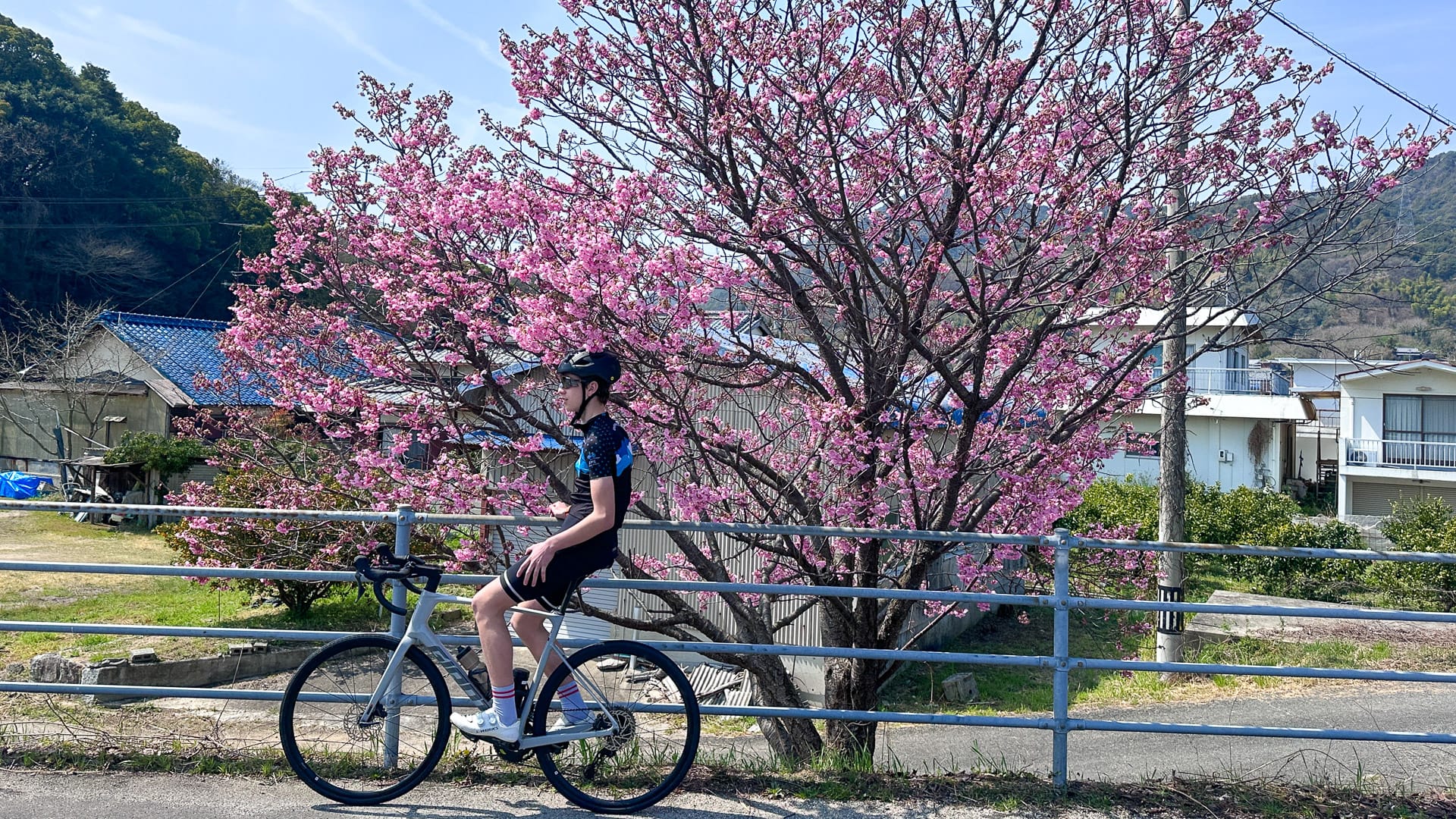 Cyclists resting beneath cherry blossom tree on Omishima Island, Shimanami Kaido Japan