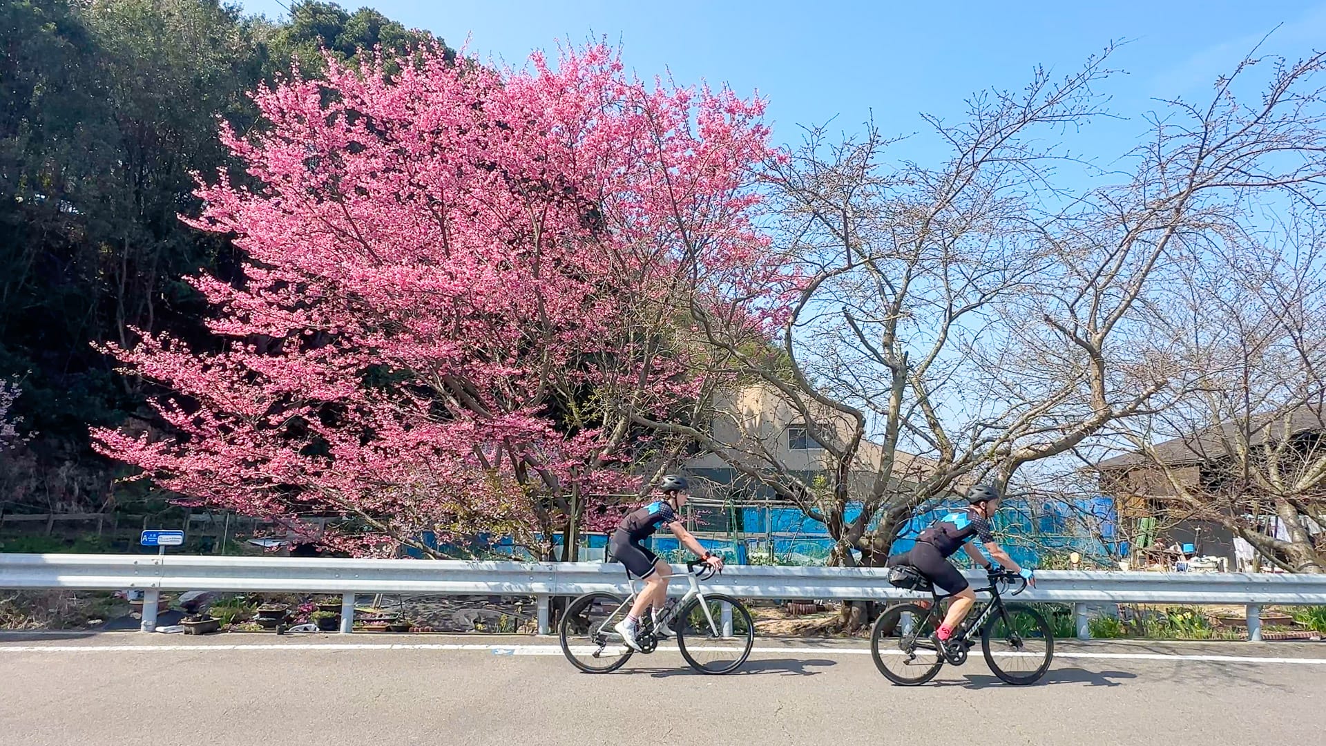 Cycling past cherry blossom on Oshima Island, Shimanami Kaido, Japan