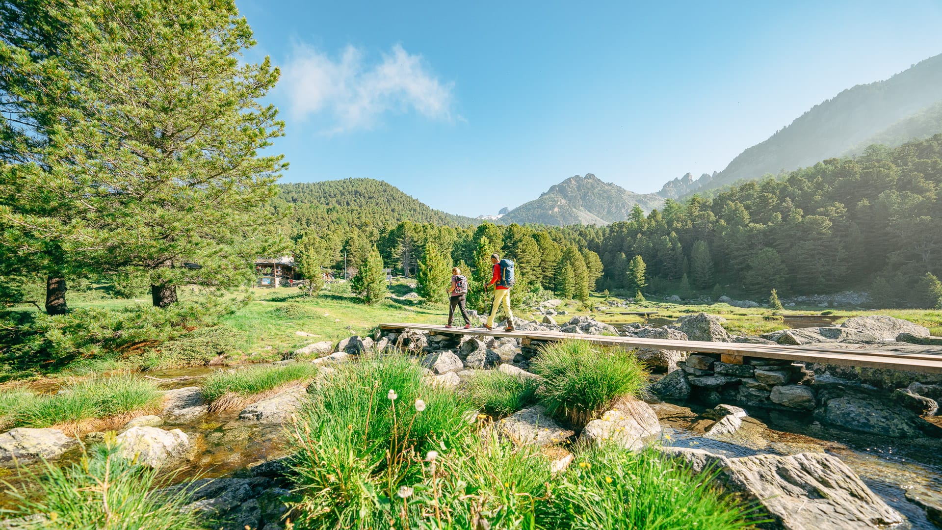 Tourists trekking in the Alevè pine forest in Piedmont