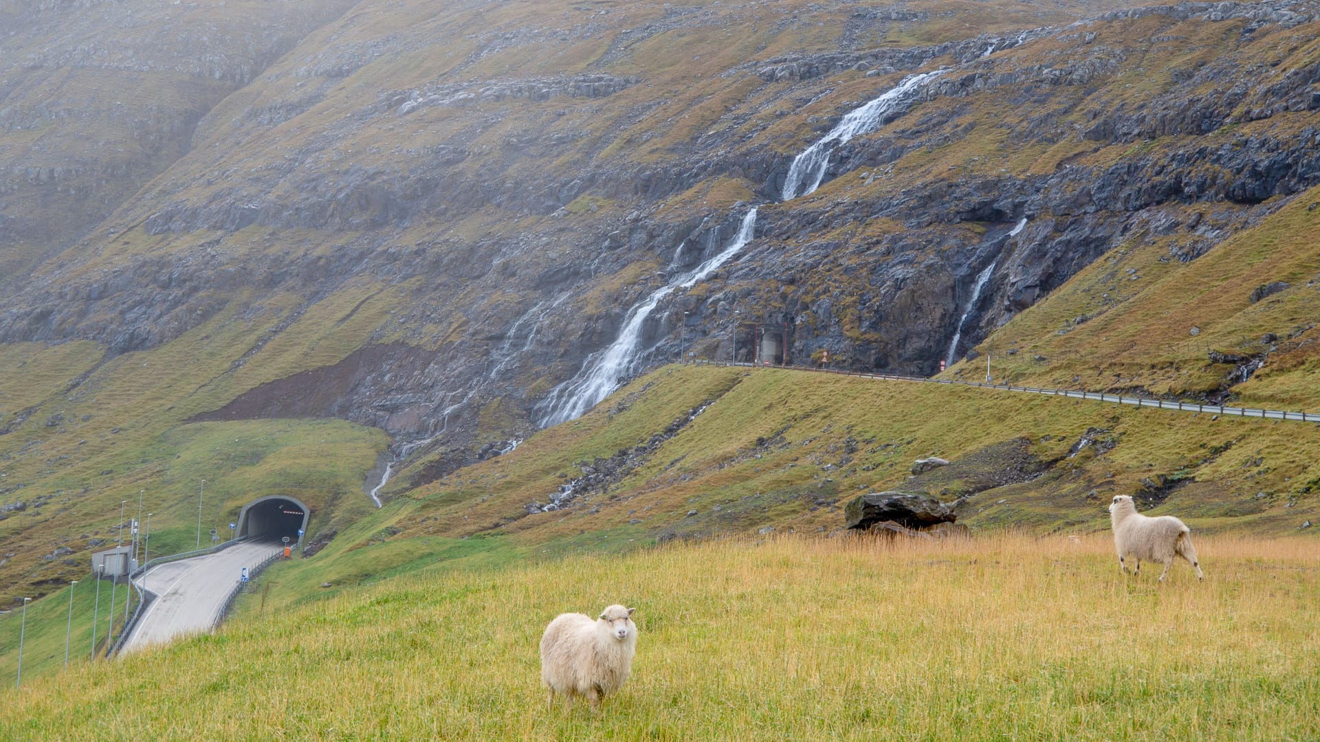 Sheep grazing outside of Tunlar norður um Fjall