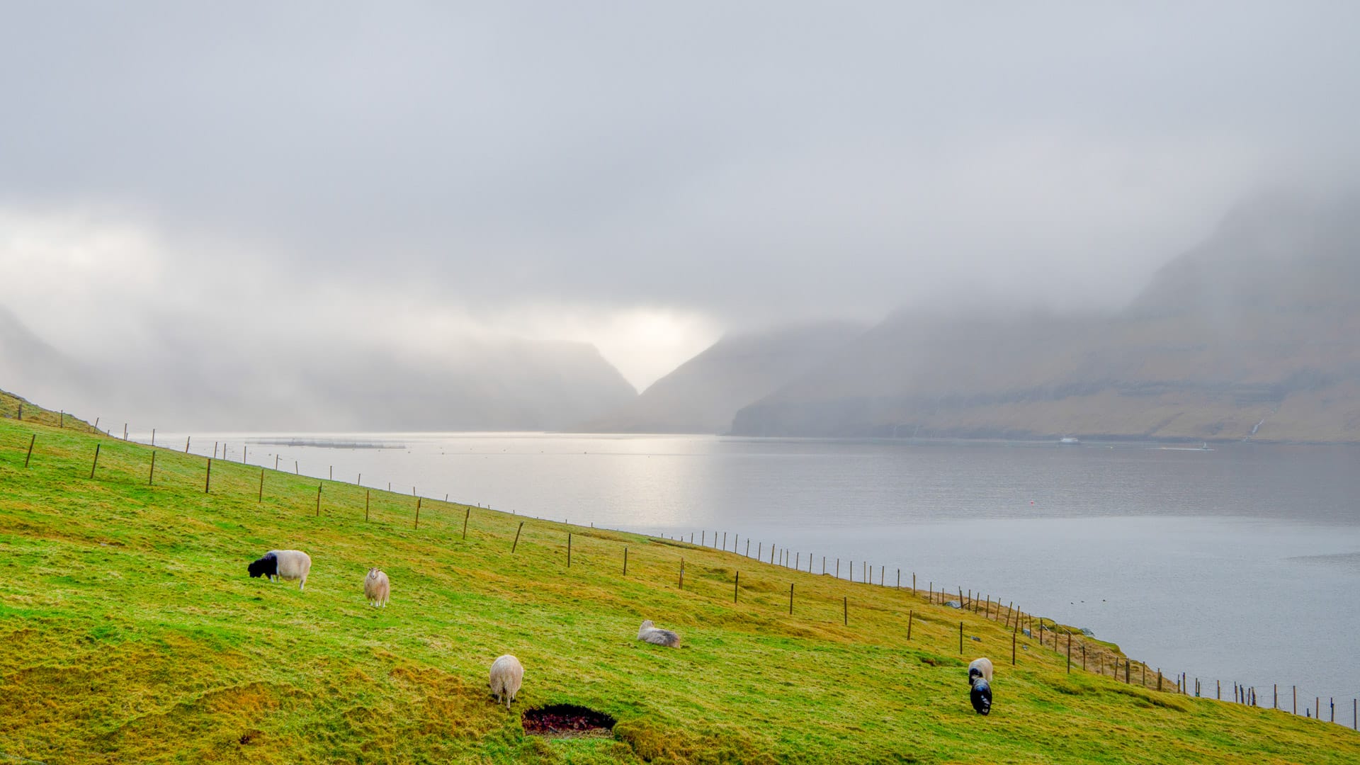 Sheep grazing on hillside above Hvannasund