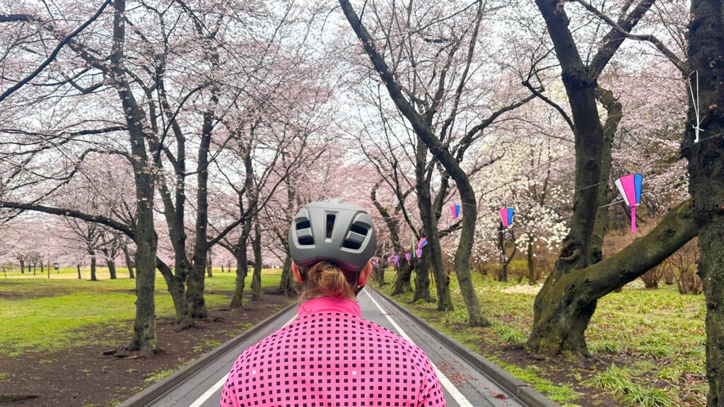 Cyclist admiring cherry blossoms while riding from Ashikaga to Seifun in Japan