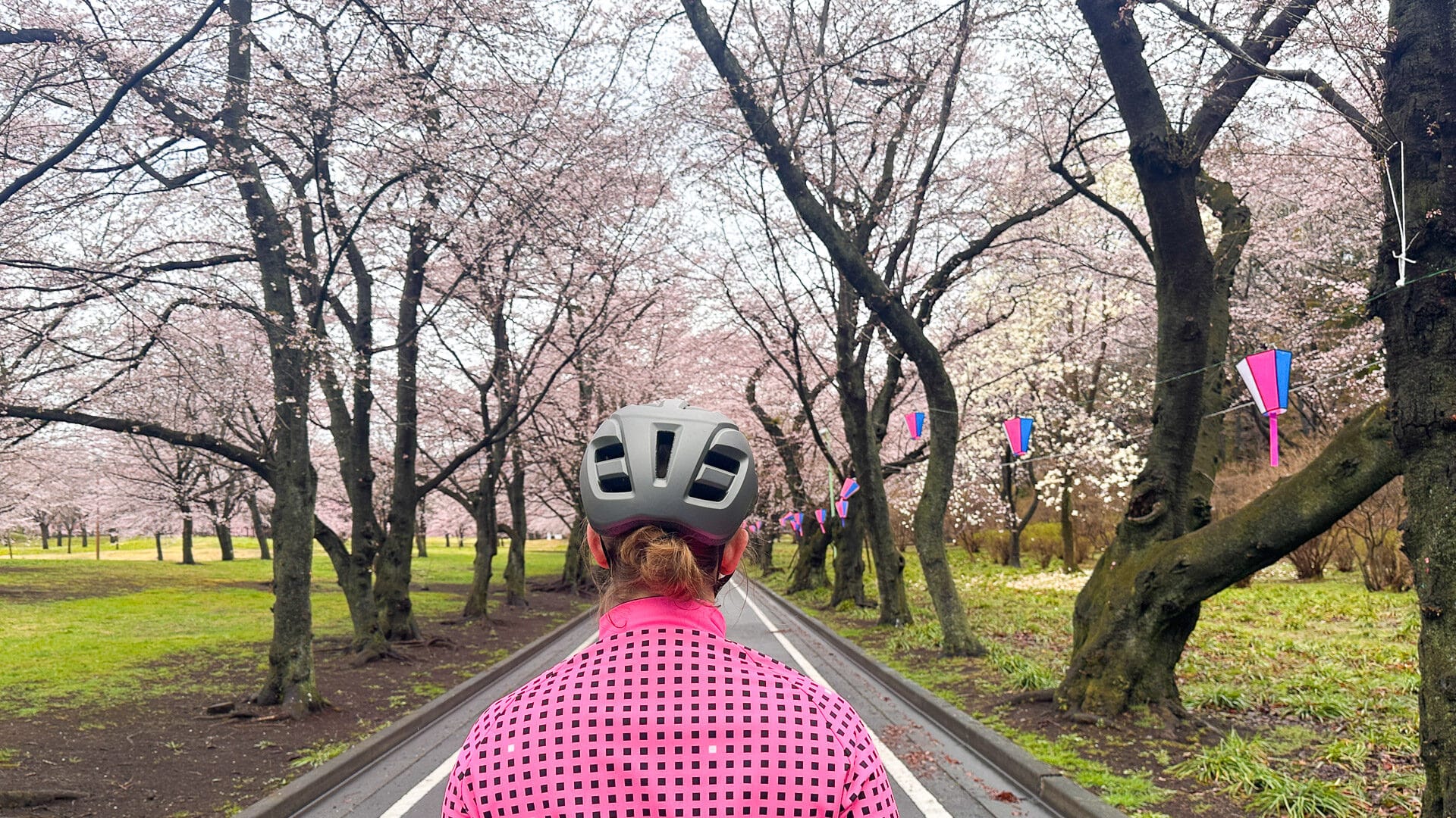Cyclist admiring cherry blossoms while riding from Ashikaga to Seifun in Japan