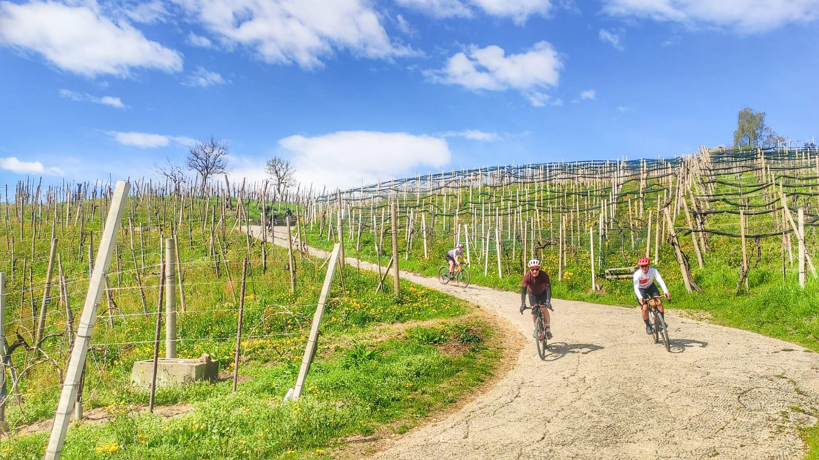 Gravel cyclist riding between vine rows in the Prosecco Hills, Veneto, Italy