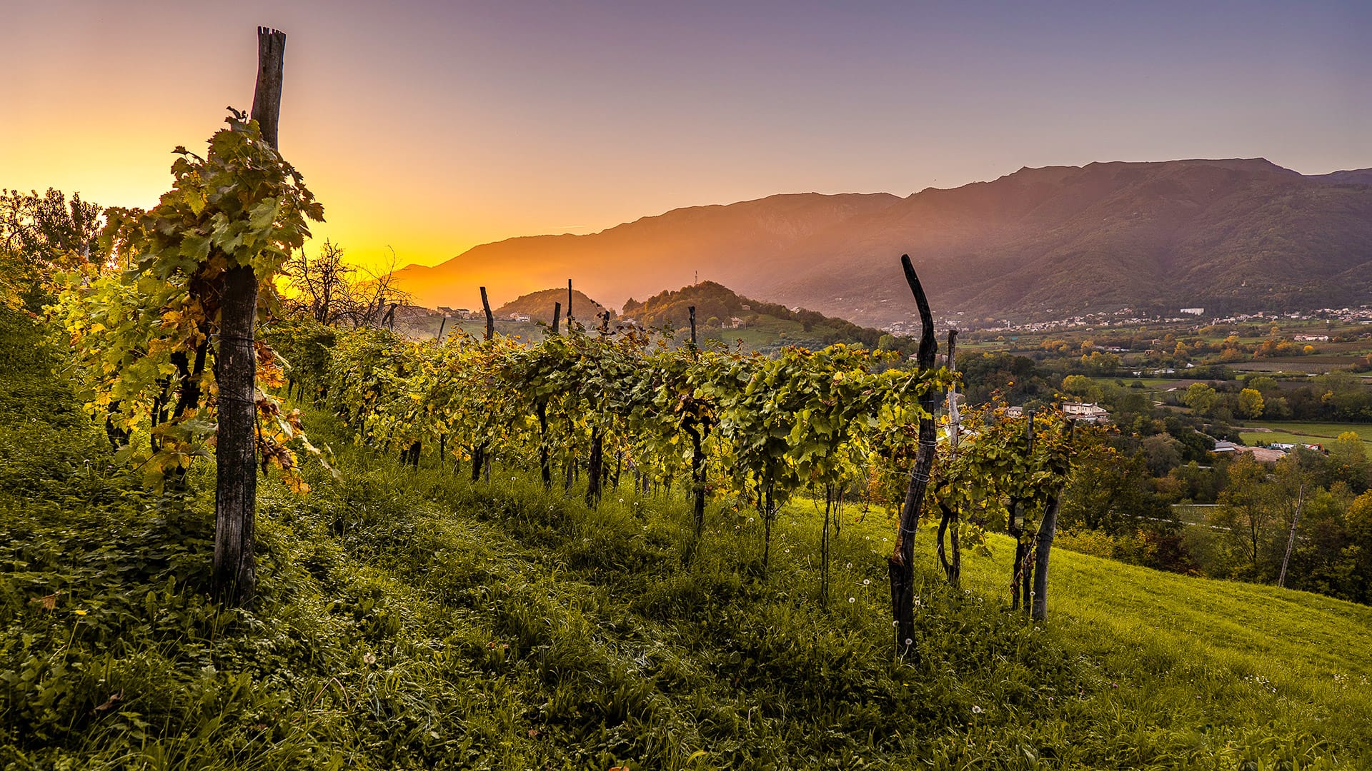 Glera vineyards in the UNESCO-listed Conegliano, Valdobbiadene Prosecco DOCG area